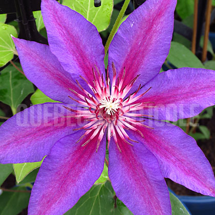 image de Clematis Starry Nights