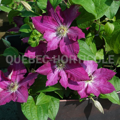 image de Clematis Viva Polonia