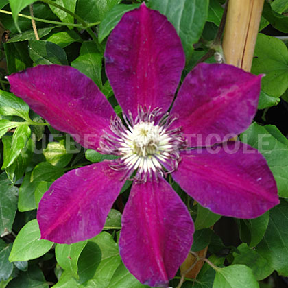 image de Clematis Westerplatte