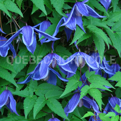 image de Clematis alpina 