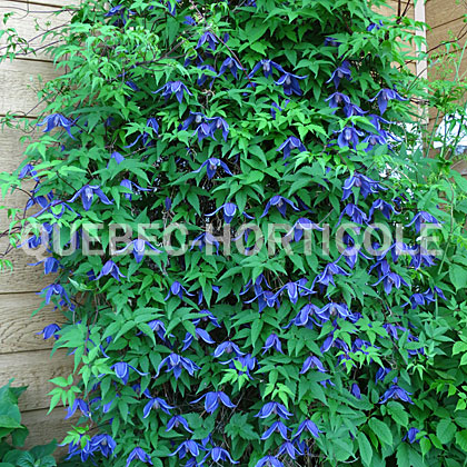 image de Clematis alpina 