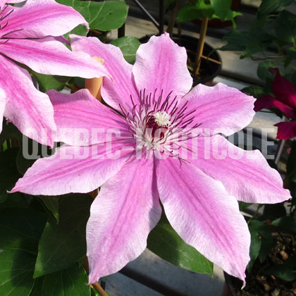 image de Clematis Carnaby