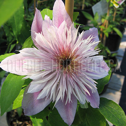 image de Clematis Empress