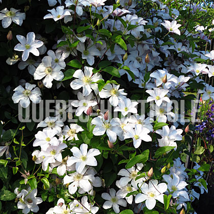 image de Clematis Huldine