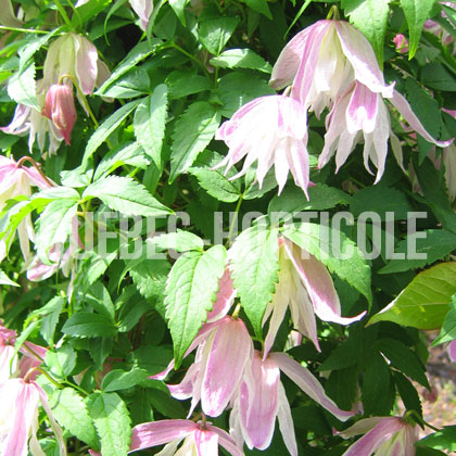 image de Clematis macropetala Markham's Pink