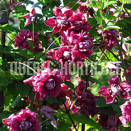 image de Clematis viticella Purpurea Plena Elegans