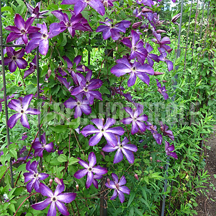 image de Clematis viticella Venosa Violacea