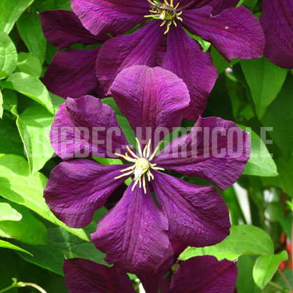 image de Clematis viticella Etoile Violette