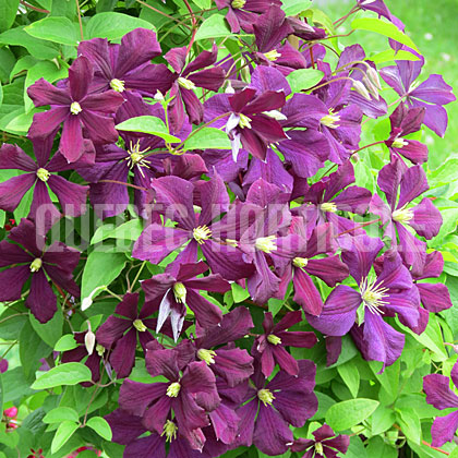 image de Clematis viticella Etoile Violette