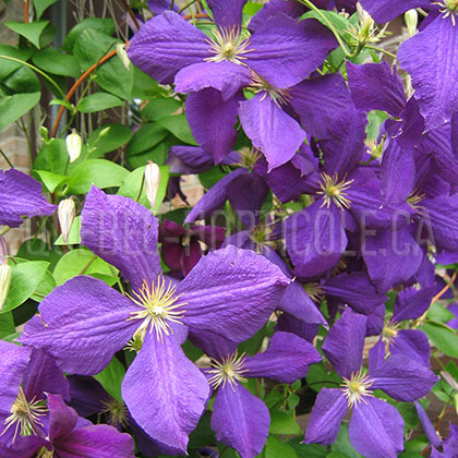 image de Clematis Jackmanii