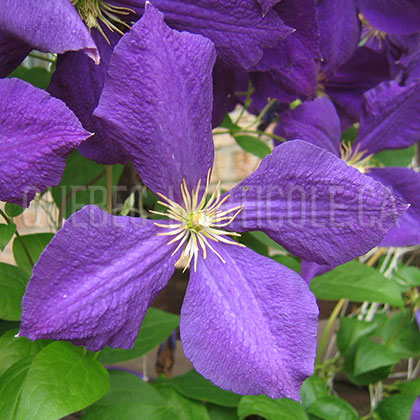 image de Clematis Jackmanii