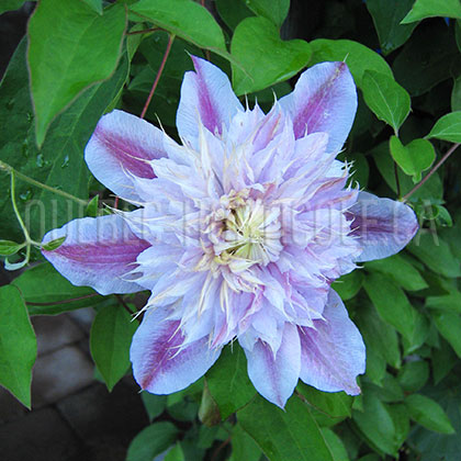 image de Clematis Josephine