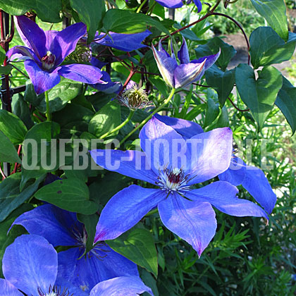 image de Clematis Lady Betty Balfour