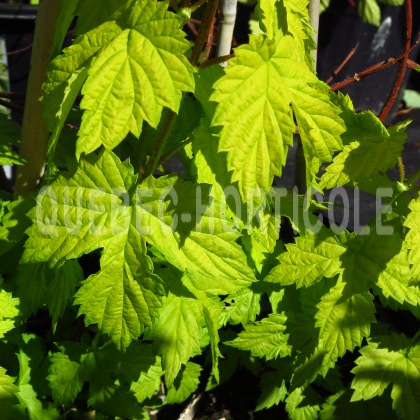 image de Humulus lupulus Bianca