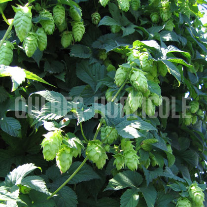 image de Humulus lupulus 