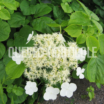 image de Hydrangea anomala petiolaris 