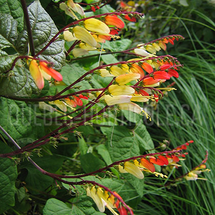 image de Ipomoea lobata (Mina lobata) 