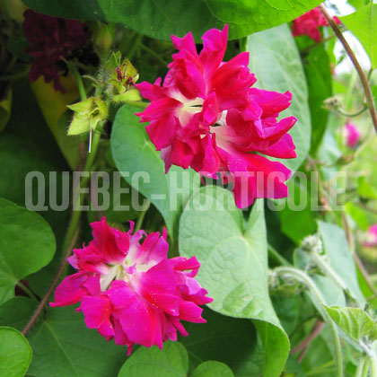 image de Ipomoea purpurea Sunrise Serenade