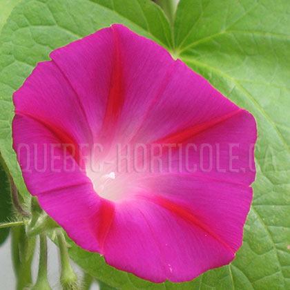 image de Ipomoea tricolor rose 