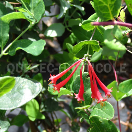 image de Lonicera Major Wheeler