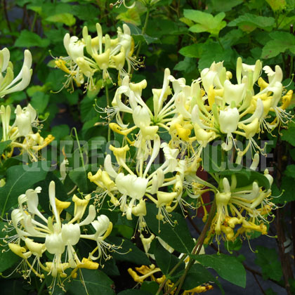 image de Lonicera Scentsation