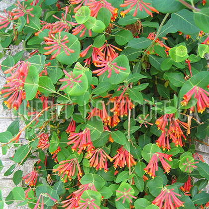 image de Lonicera x brownii Dropmore Scarlet