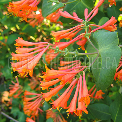 image de Lonicera x brownii Dropmore Scarlet