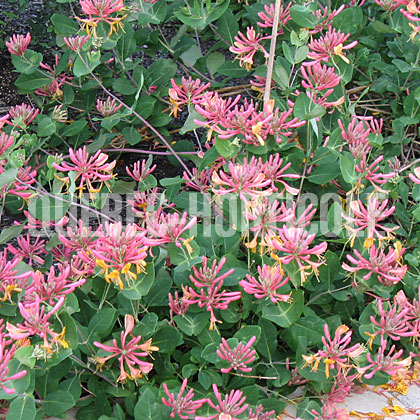 image de Lonicera x heckrottii Gold Flame