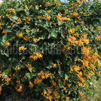 image de Lonicera x  Mandarin