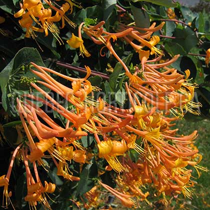 image de Lonicera x  Mandarin