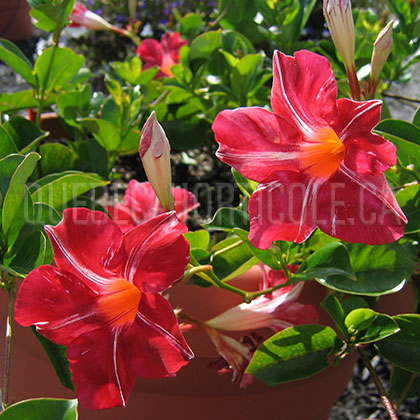 image de Mandevilla Sun Parasol® Stars & Stripes