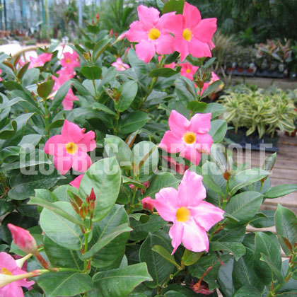 image de Mandevilla sp. 