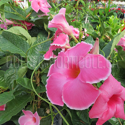 image de Mandevilla cv. 