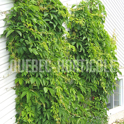 image de Parthenocissus quinquefolia engelmannii 