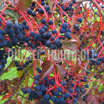 image de Parthenocissus quinquefolia engelmannii 