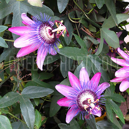 image de Passiflora Amethyst