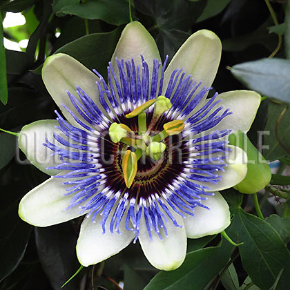 image de Passiflora Clear Sky