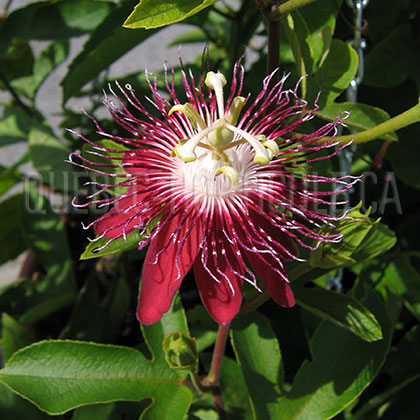 image de Passiflora Lady Margaret