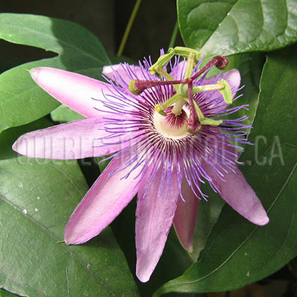 image de Passiflora hybride 