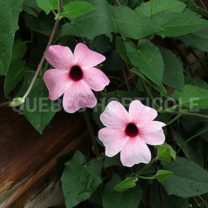 image de Thunbergia alata Arizona Rose Sensation