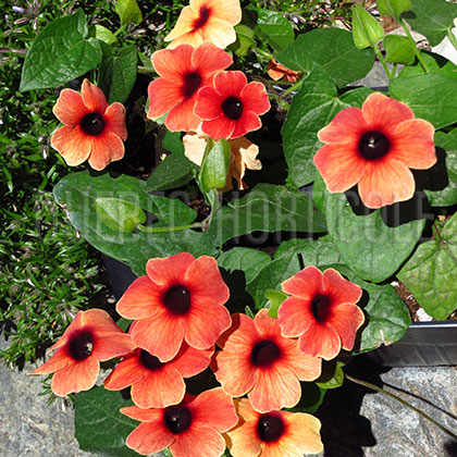 image de Thunbergia alata Arizona Dark Red