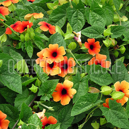 image de Thunbergia alata Arizona Glow