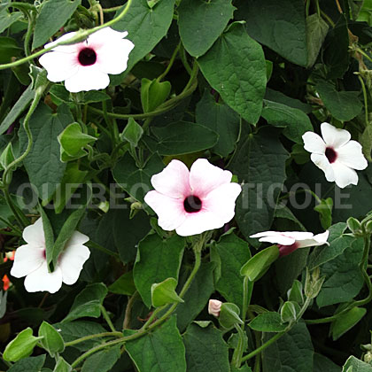 image de Thunbergia alata Arizona Pink Beauty