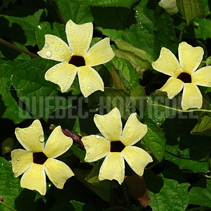 image de Thunbergia alata Arizona Lemon Sunrise