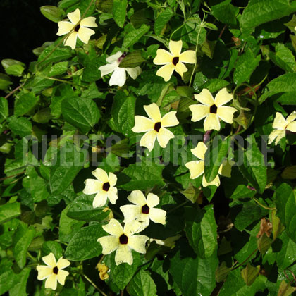 image de Thunbergia alata Arizona Lemon Sunrise