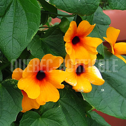 image de Thunbergia alata Sunny™ Suzy Red Orange