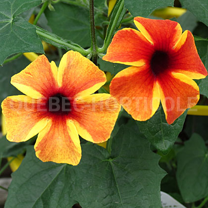 image de Thunbergia alata Tangerine Slice A-Peel®