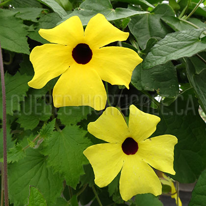 image de Thunbergia alata 