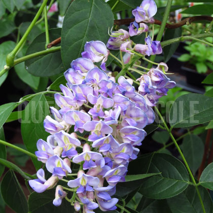 image de Wisteria macrostachya Blue Moon