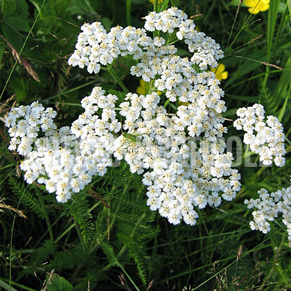 image de Achillea millefolium 